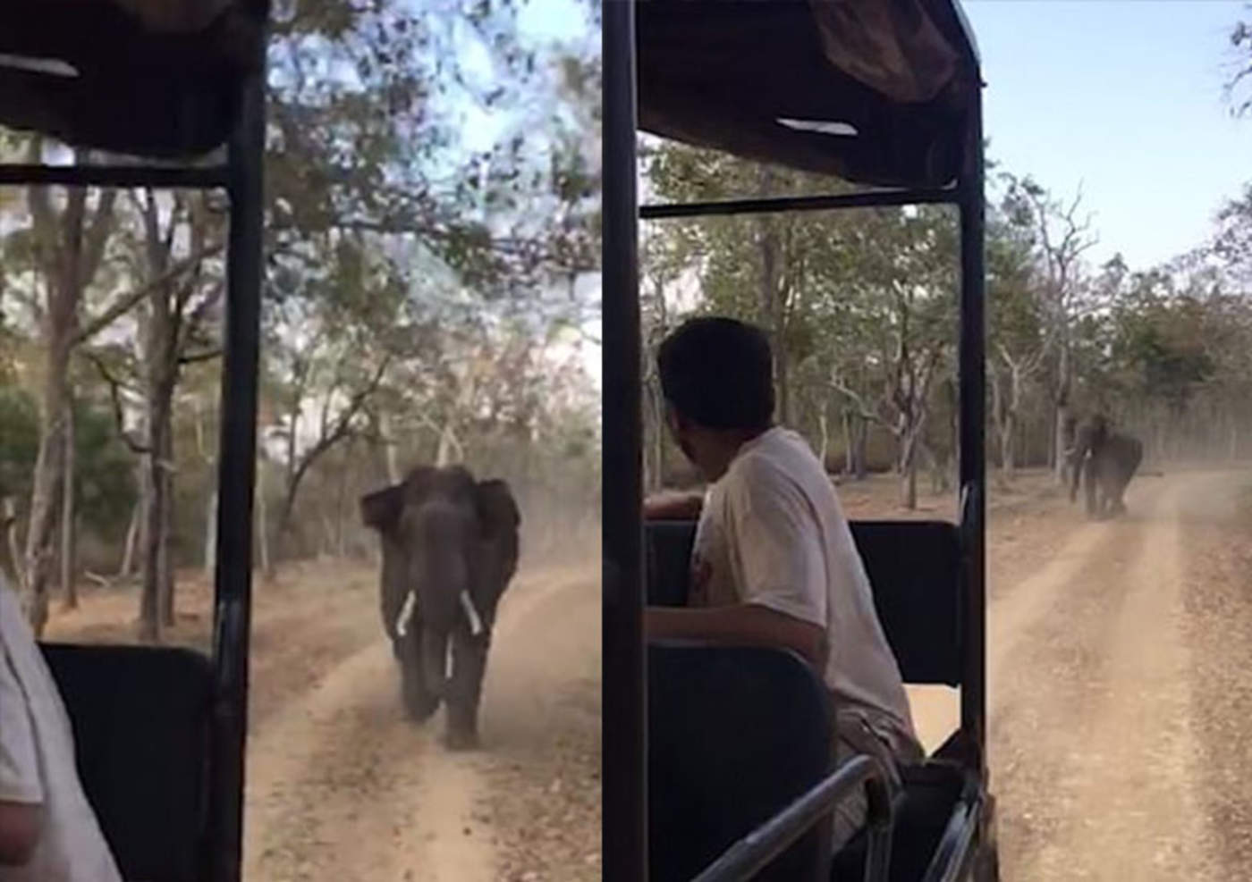 Turistas huyen aterrorizados de elefante molesto