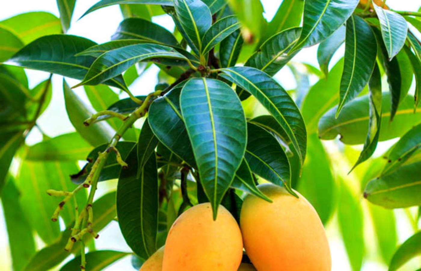 Las hojas de mango son utilizadas entre otras cosas para la prevención de la hipertensión. (ARCHIVO)
