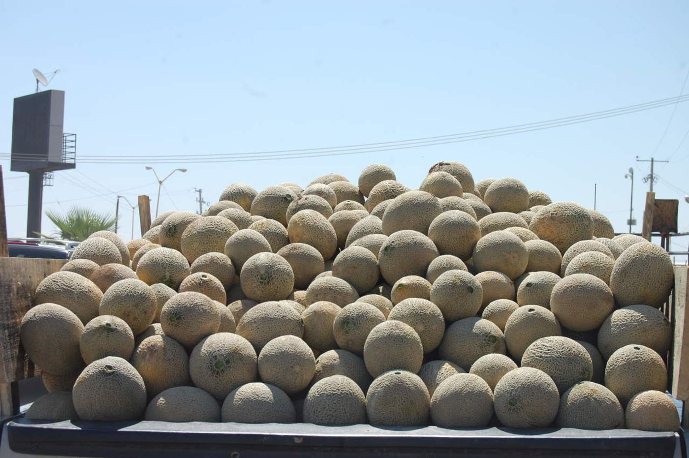 La Secretaría de Desarrollo Rural del Estado (Seder) busca que los productores de melón de esta región rompan la barrera nacional. 