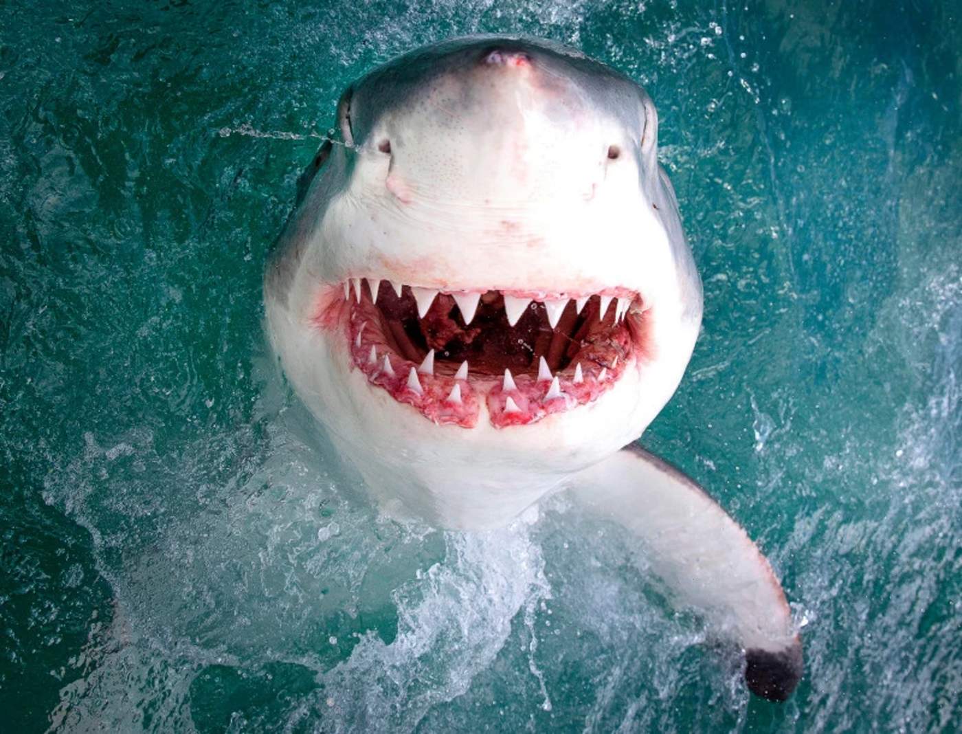 Sorprende imagen de tiburón que parece sonreír a la cámara