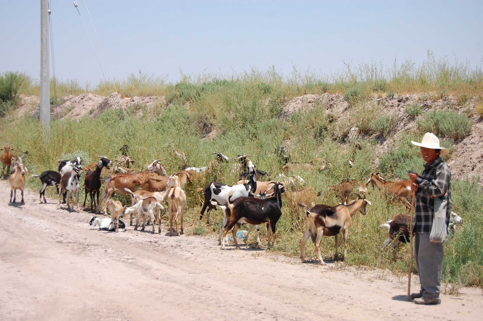 Reporte. Entre Coahuila y Durango aportaron el 43% de la leche de cabra del país en 2018.