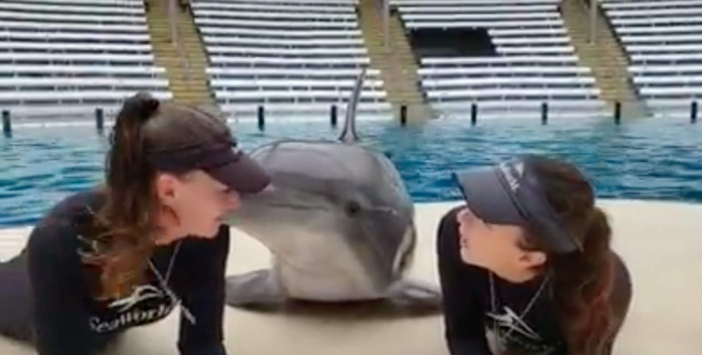 VIRAL: Delfín reparte adorables besos a sus entrenadoras