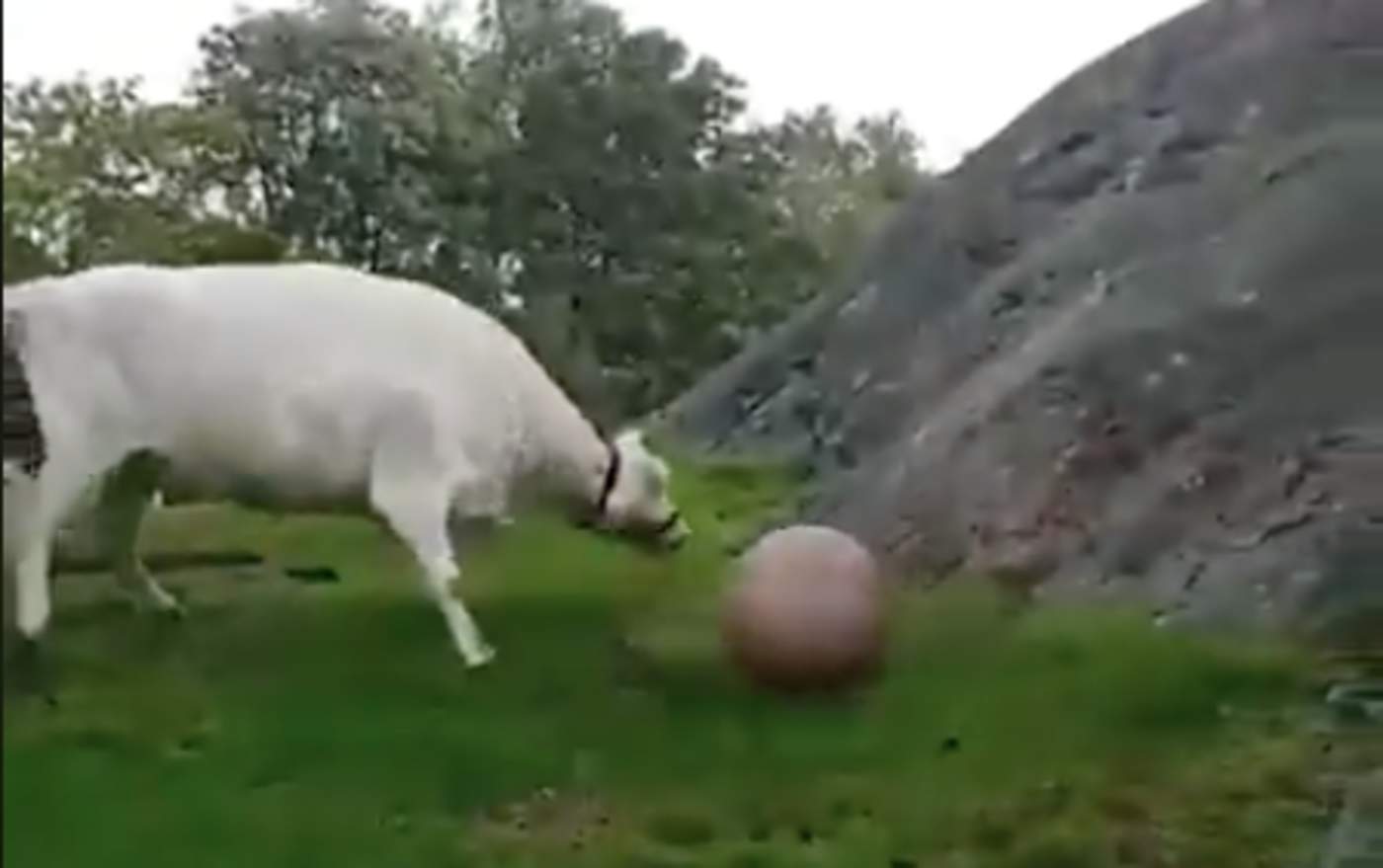 Vaca disfruta de juego con pelota