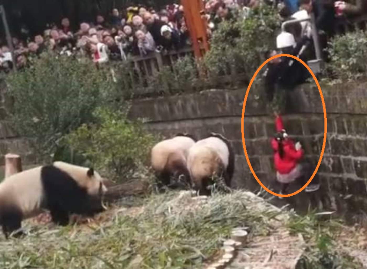 Niña resbala y cae dentro de hábitat de pandas