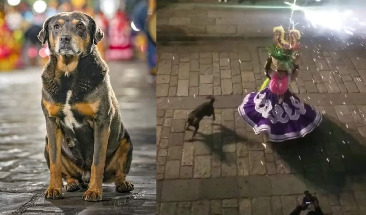 VIRAL: Mazapán, el perro bailarín de Oaxaca