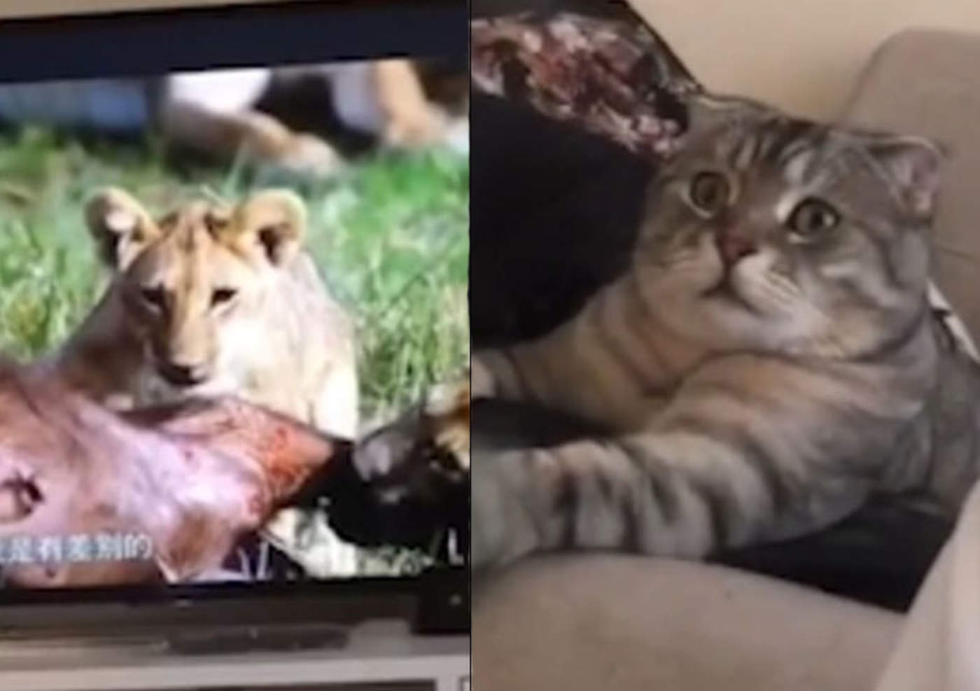 Reacción de un gato a documental de leones se vuelve viral 