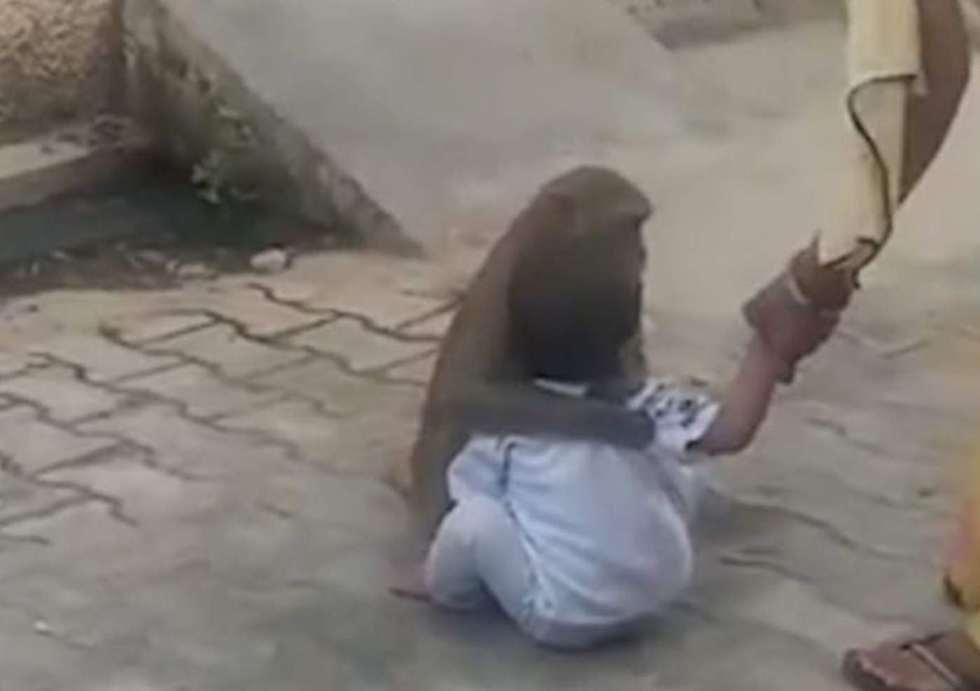 Mono 'secuestra' a bebé para jugar con él