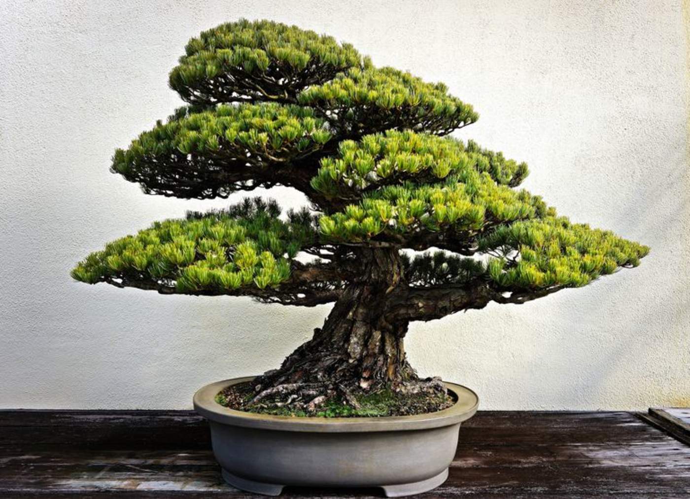 Les roban antiguos bonsáis; publican instrucciones para cuidarlos