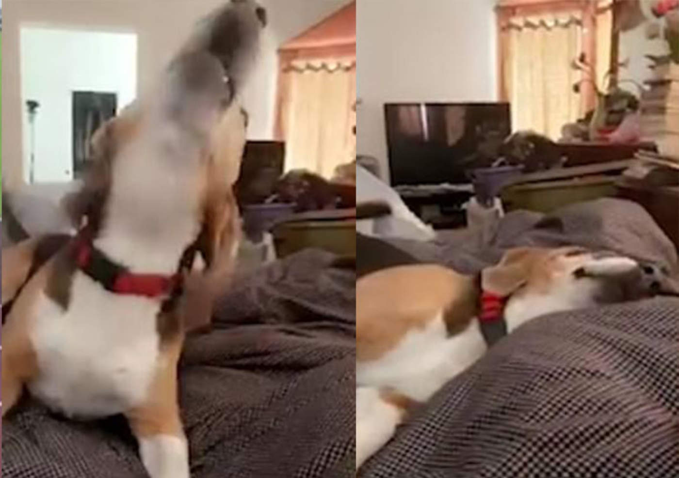 VIRAL: Beagle enamora jugando a 'hacerse el muerto'
