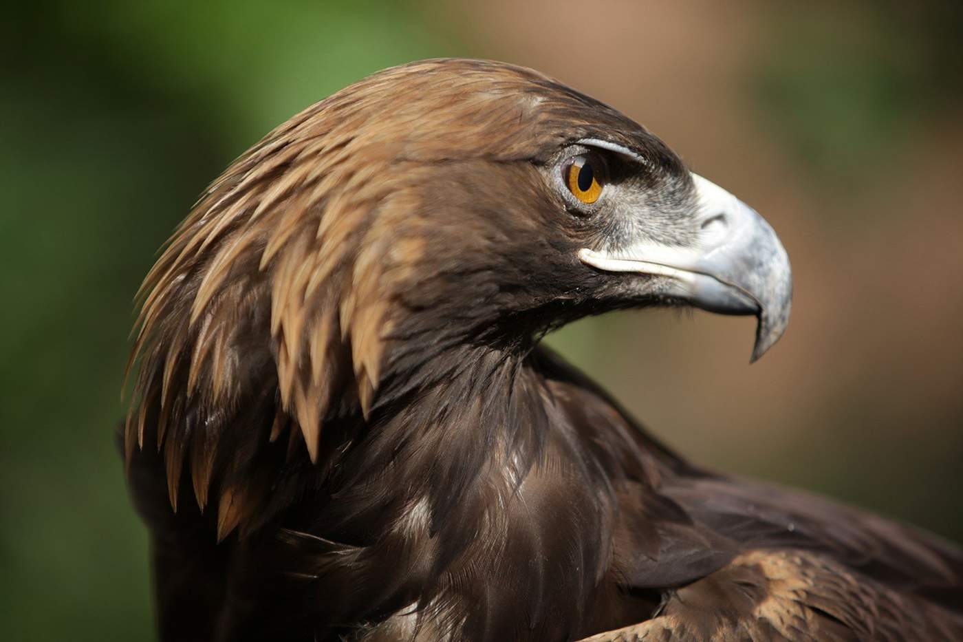 Aunque es un símbolo de México inmortalizado en su bandera, la presencia del águila real en el país es ínfima debido a la falta tanto de recursos económicos como de tiempo dedicado a su conservación. (EFE)