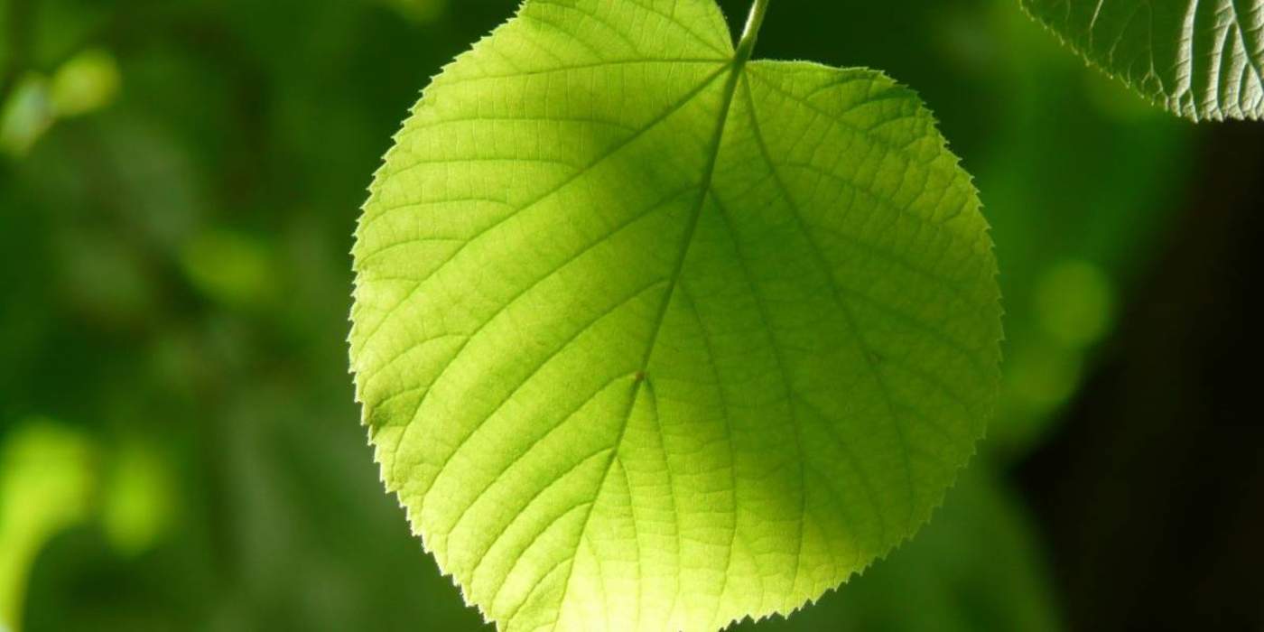 Diseñan hojas artificiales para mejorar el ambiente