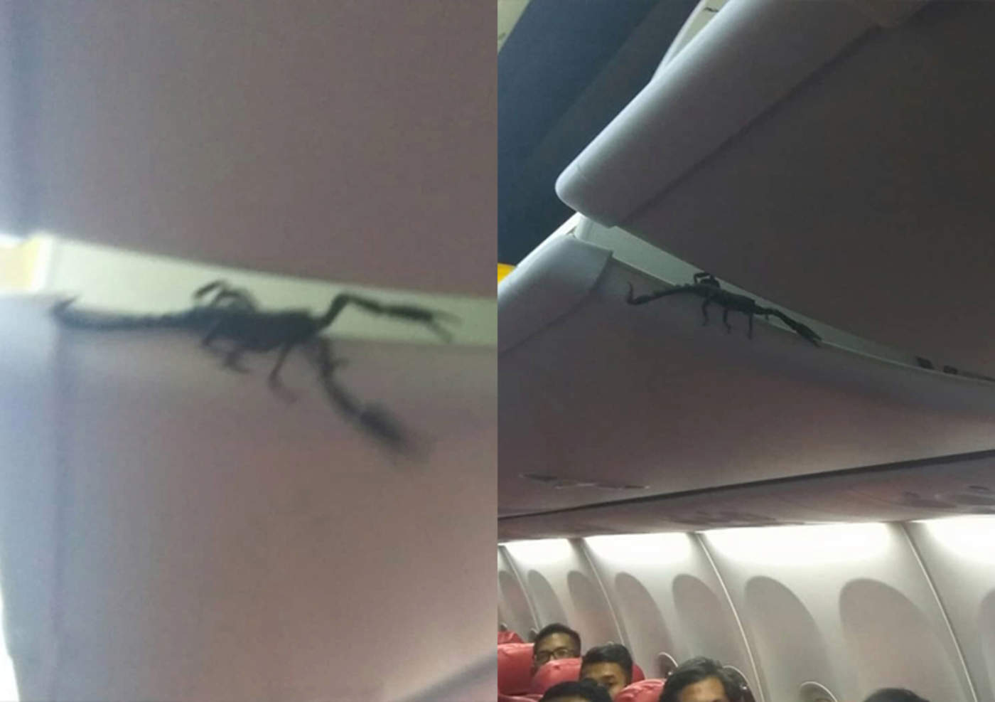Escorpión de 30 centímetros aterroriza a pasajeros de avión