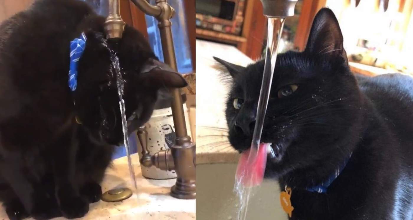 El gato que se volvió viral por 'tener un problema al beber'