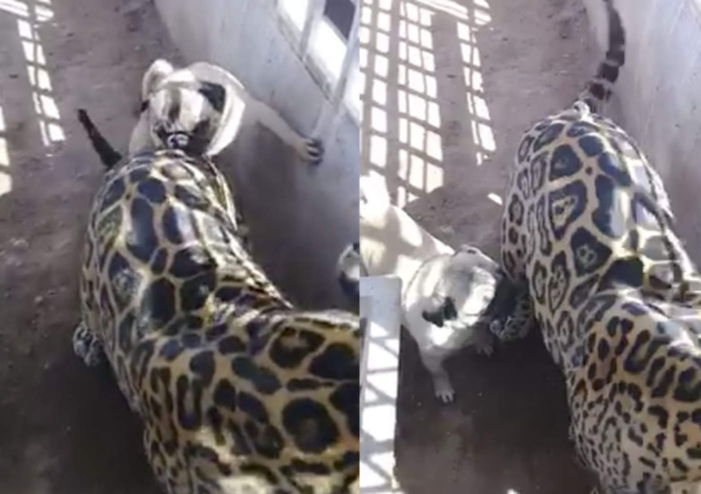 VIRAL: A este pug parece no darle miedo un imponente jaguar