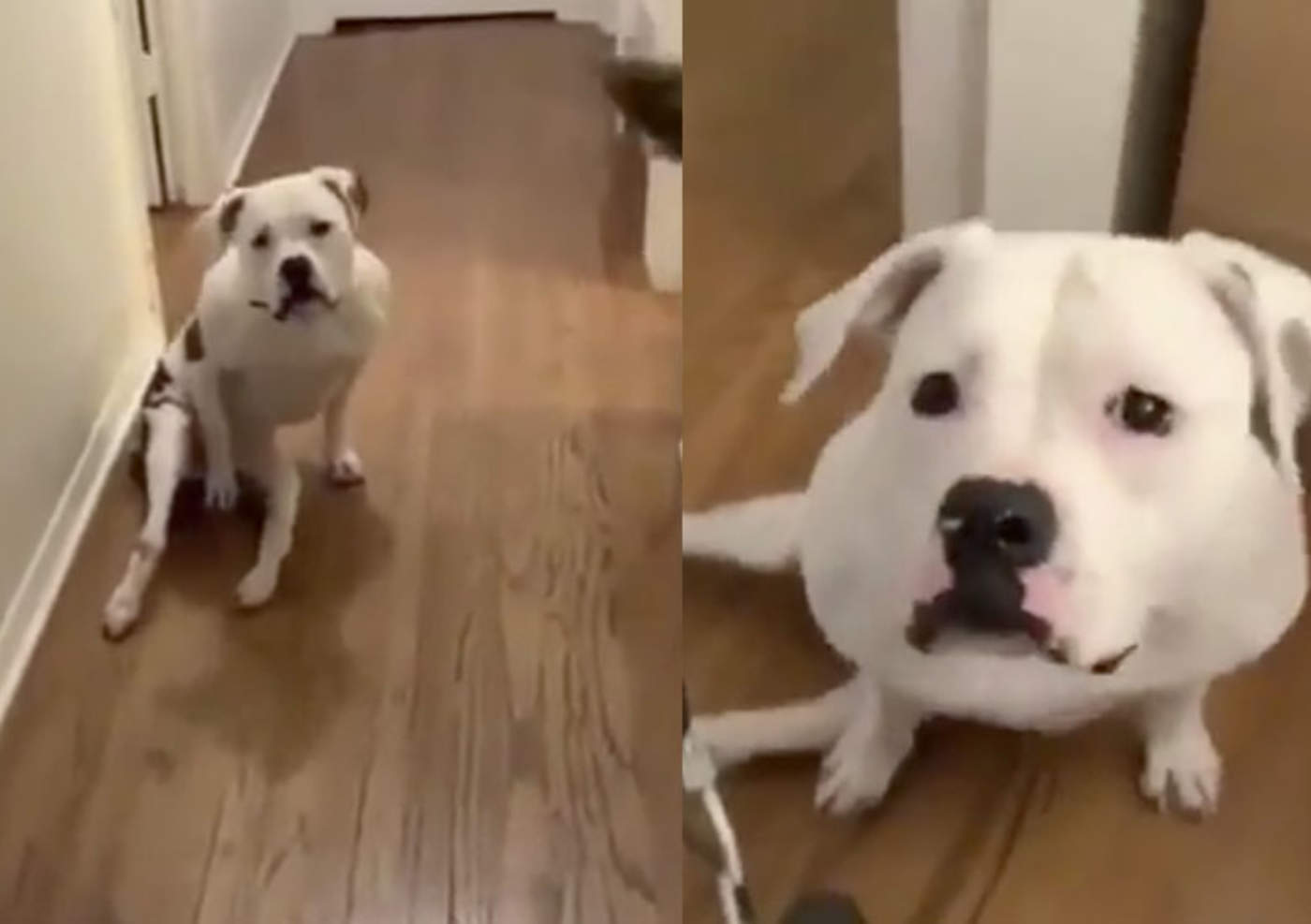 VIRAL: Así reacciona un perro al recibir sus rueditas para caminar