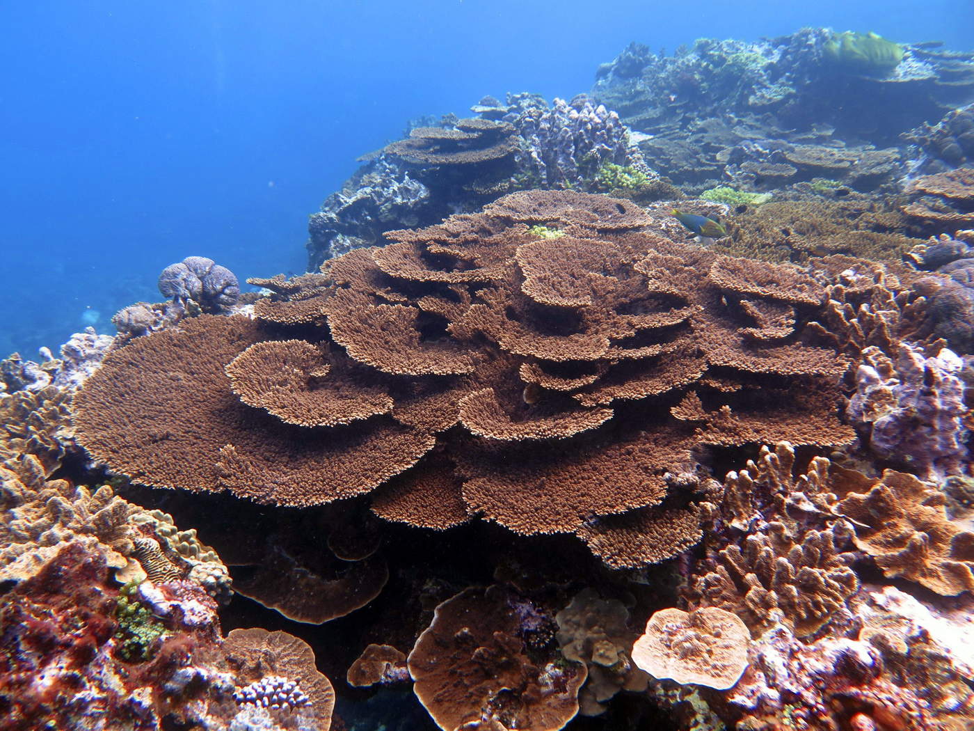 Las aguas contaminadas, que se teme que contengan nitrógeno y otros fertilizantes, se han expandido en arrecifes coralinos situados a unos 60 kilómetros de la costa. (ARCHIVO)