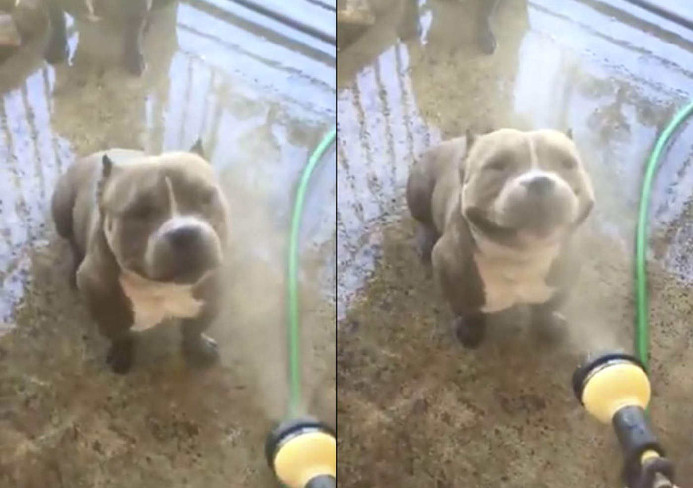 Pitbull disfruta de ser rociado con manguera y se hace viral