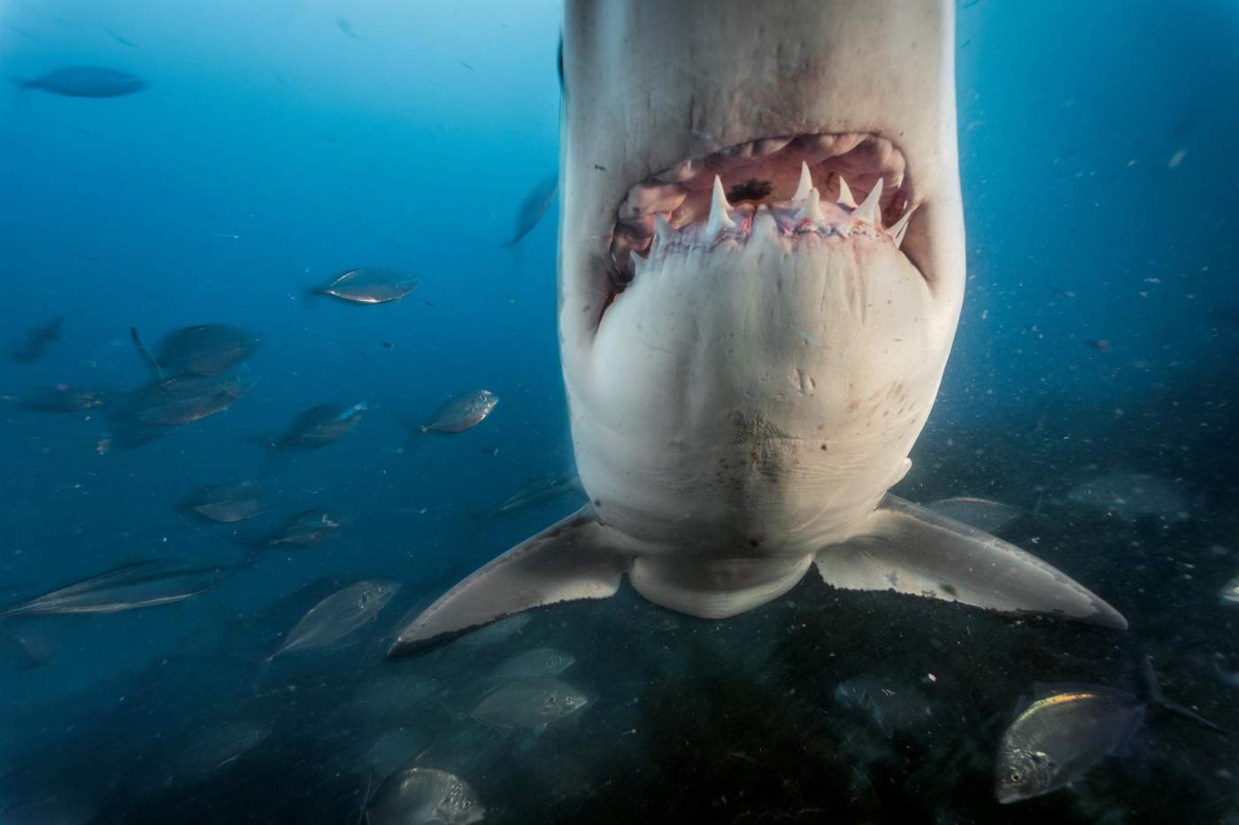 Logran decodificar el genoma completo del gran tiburón blanco