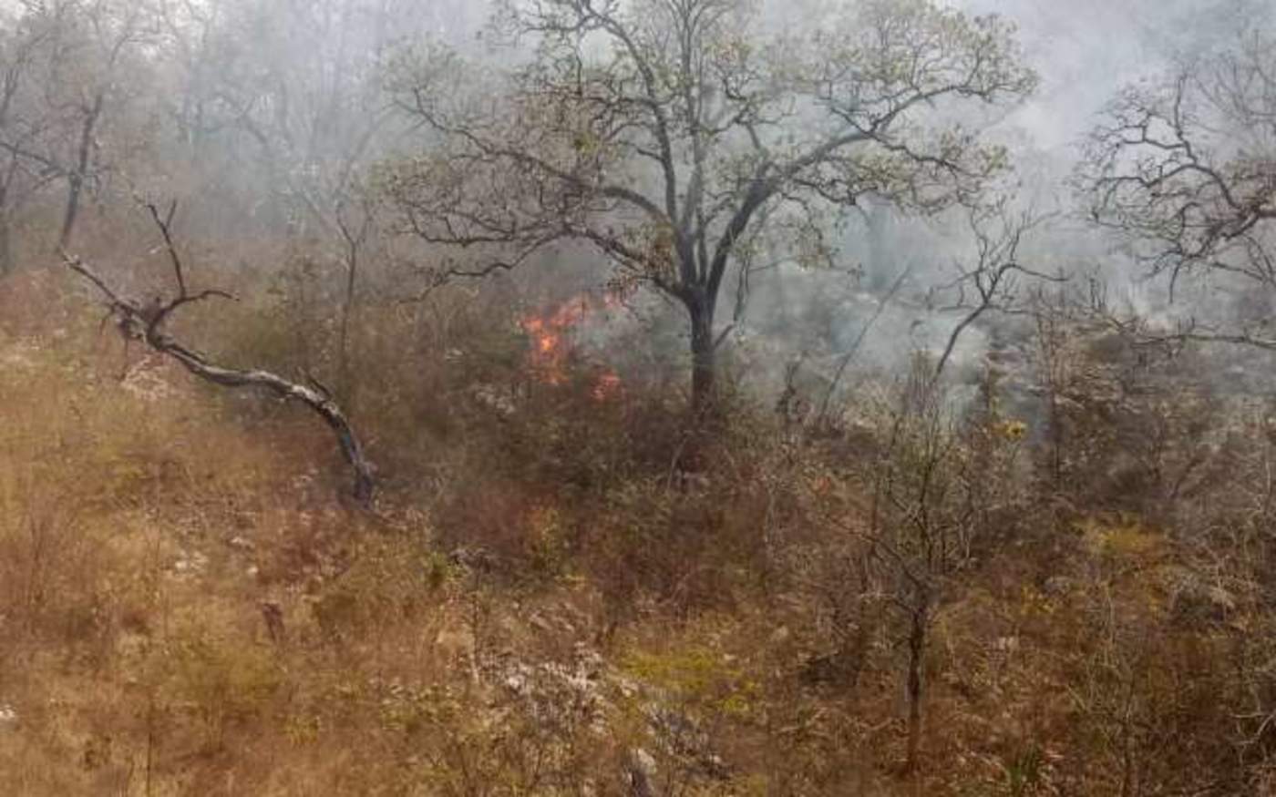 El incendio que inició hace 72 horas en el ejido Nuevo Bochil y la colonia Diana Laura, consumió ya 50 hectáreas de superficie. (ESPECIAL)