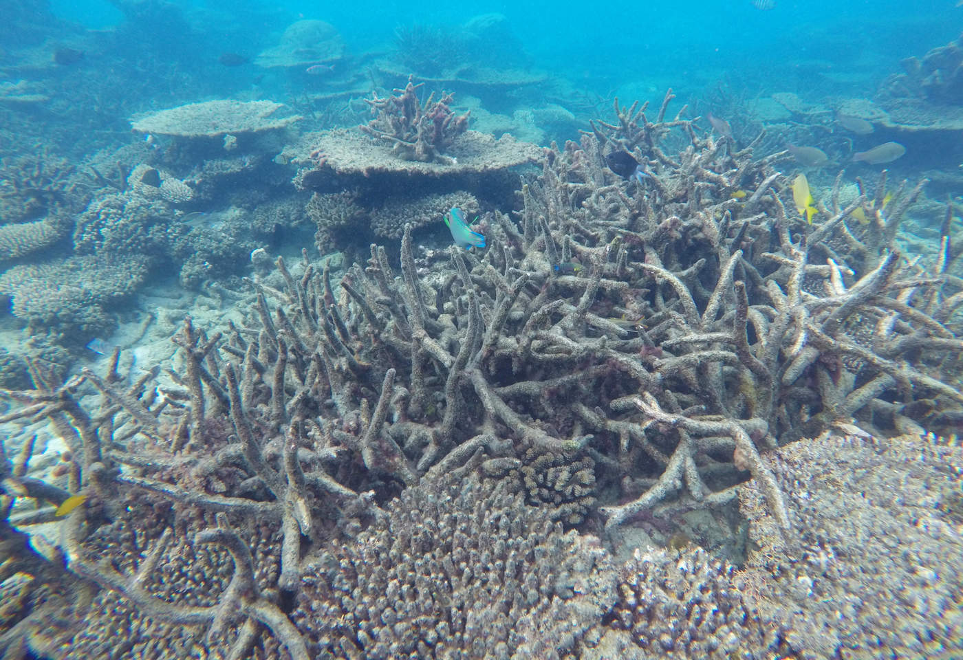 Corales necesitan una década para recuperarse del blanqueo