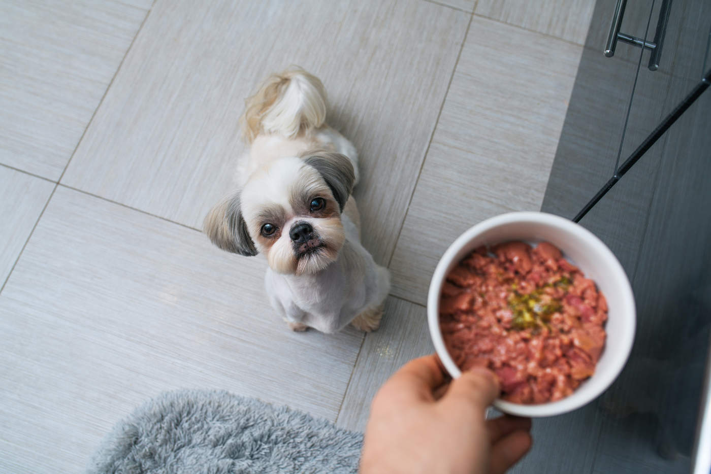 Una buena alimentación para los perros es básica para que gocen de buena salud. (ARCHIVO)