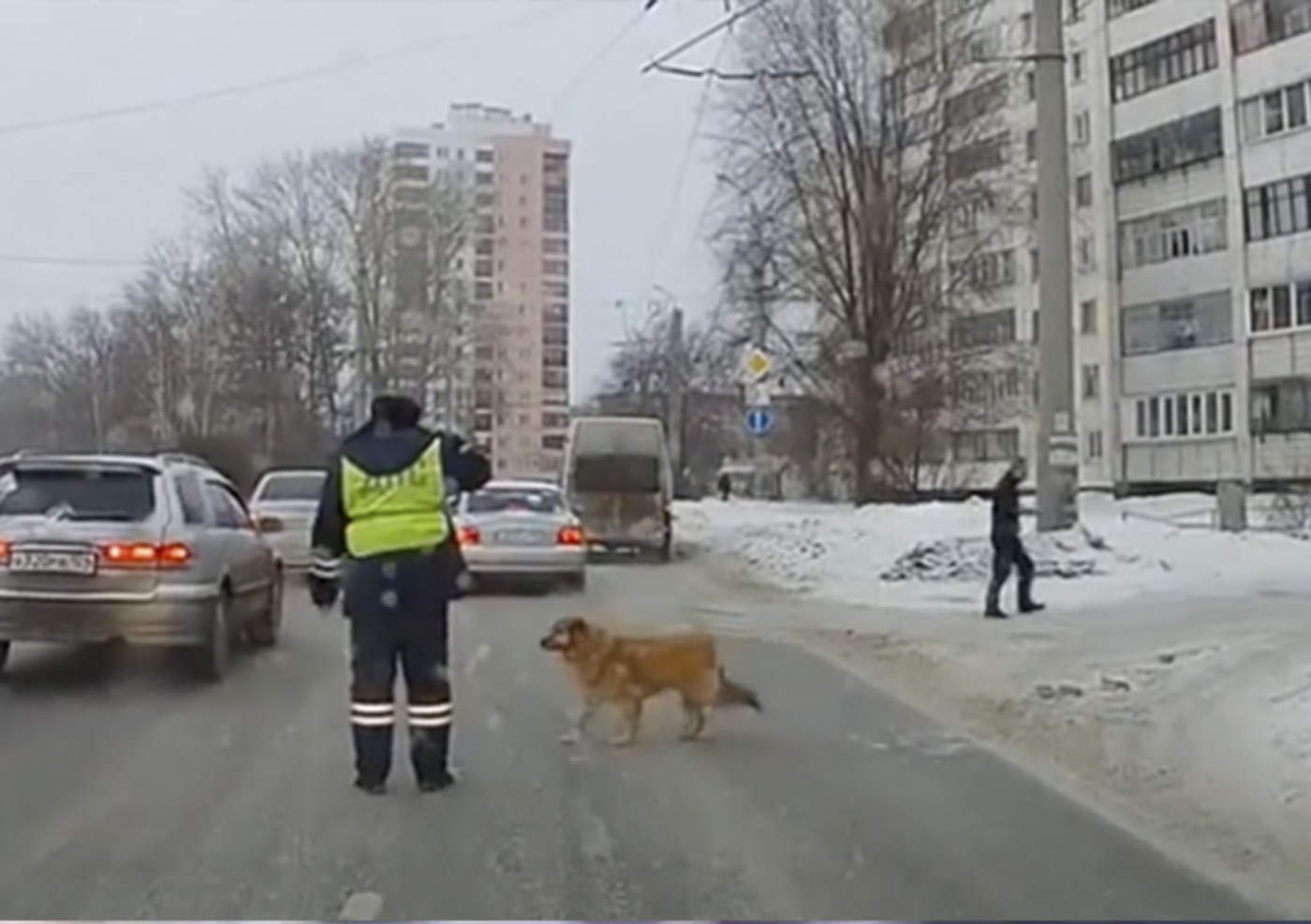 Policía detiene tráfico para dejar a perrito cruzar la calle