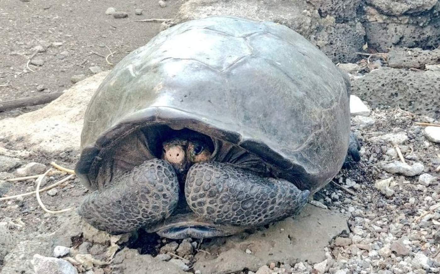 Encuentran una tortuga gigante que se creía extinta