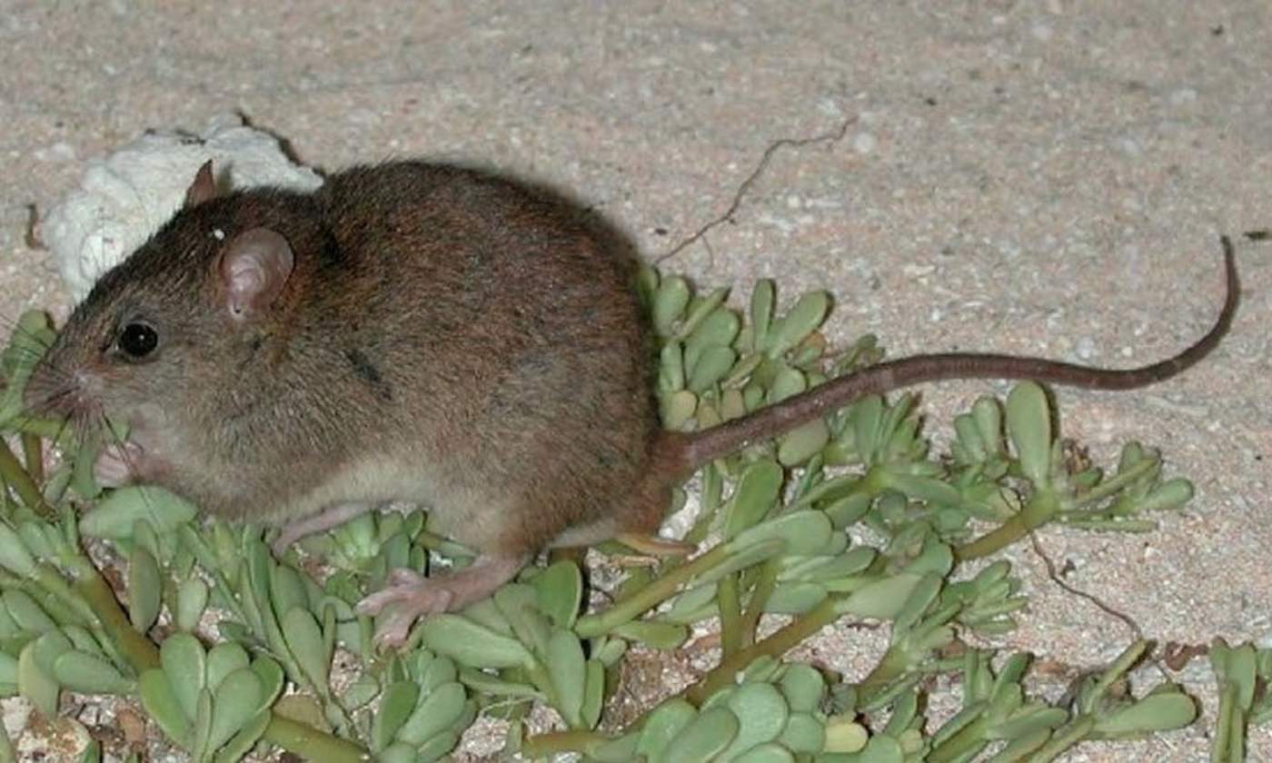 Australia reporta primer mamífero extinto por cambio climático
