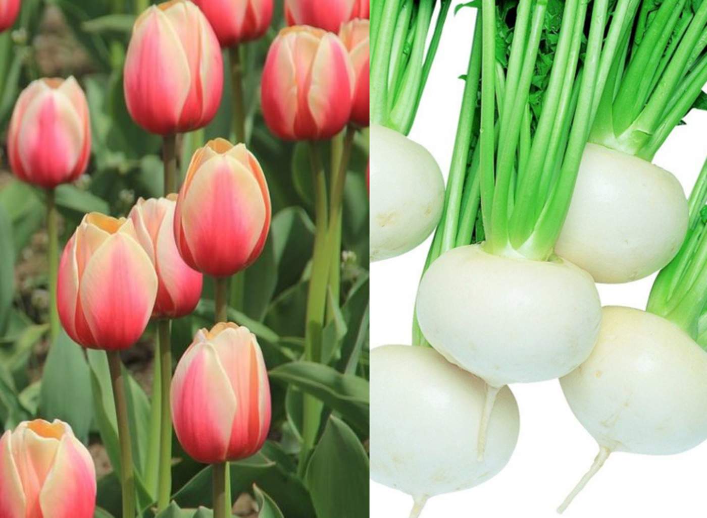 En inglés las palabras suenan similar, tulips (tulipanes), turnips (nabos); de ahí la confusión. (INTERNET)
