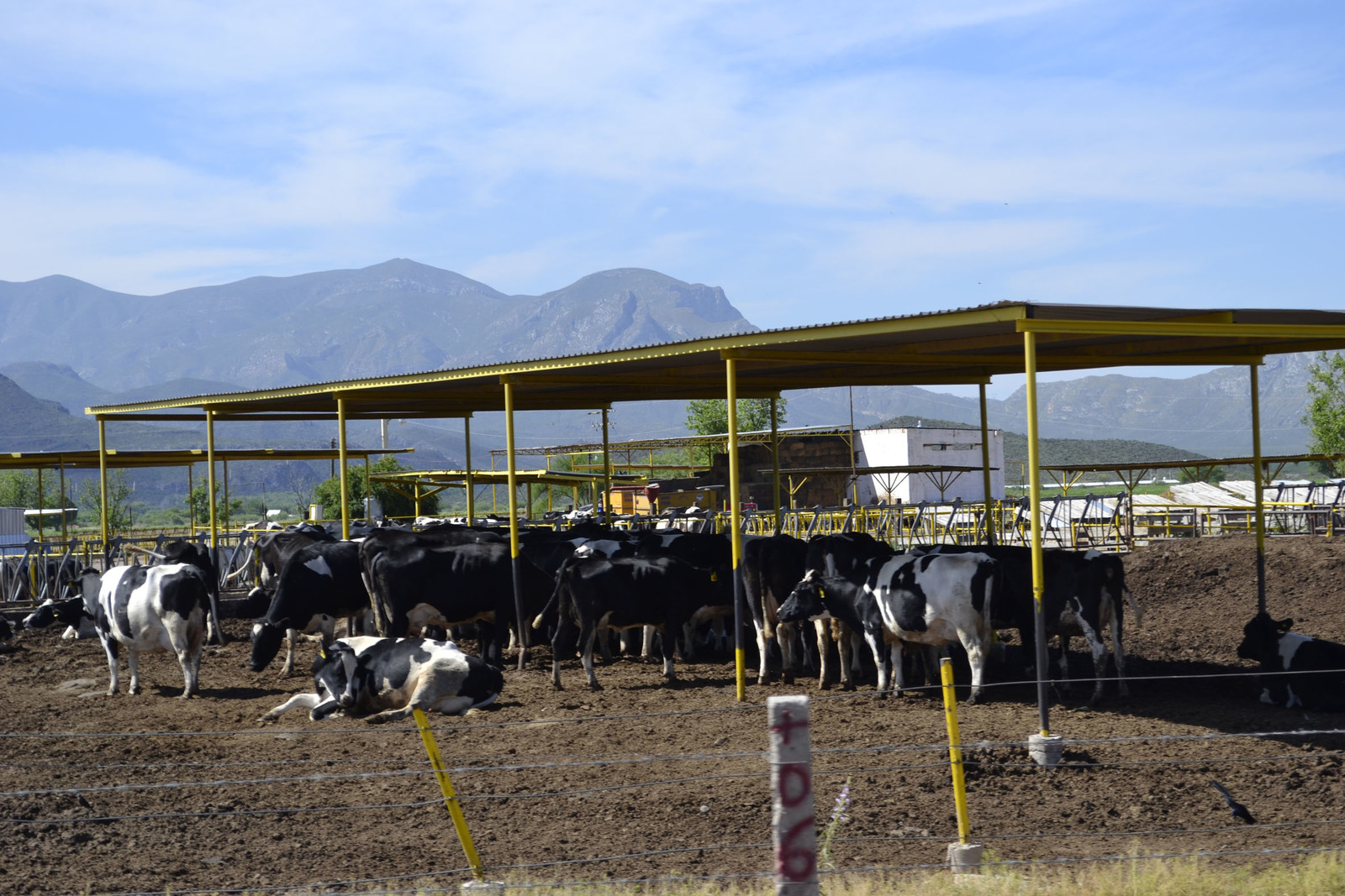 Productores de la región Lagunera, siguen en espera de una respuesta a petición de una concentradora de leche. (EL SIGLO DE TORREÓN)