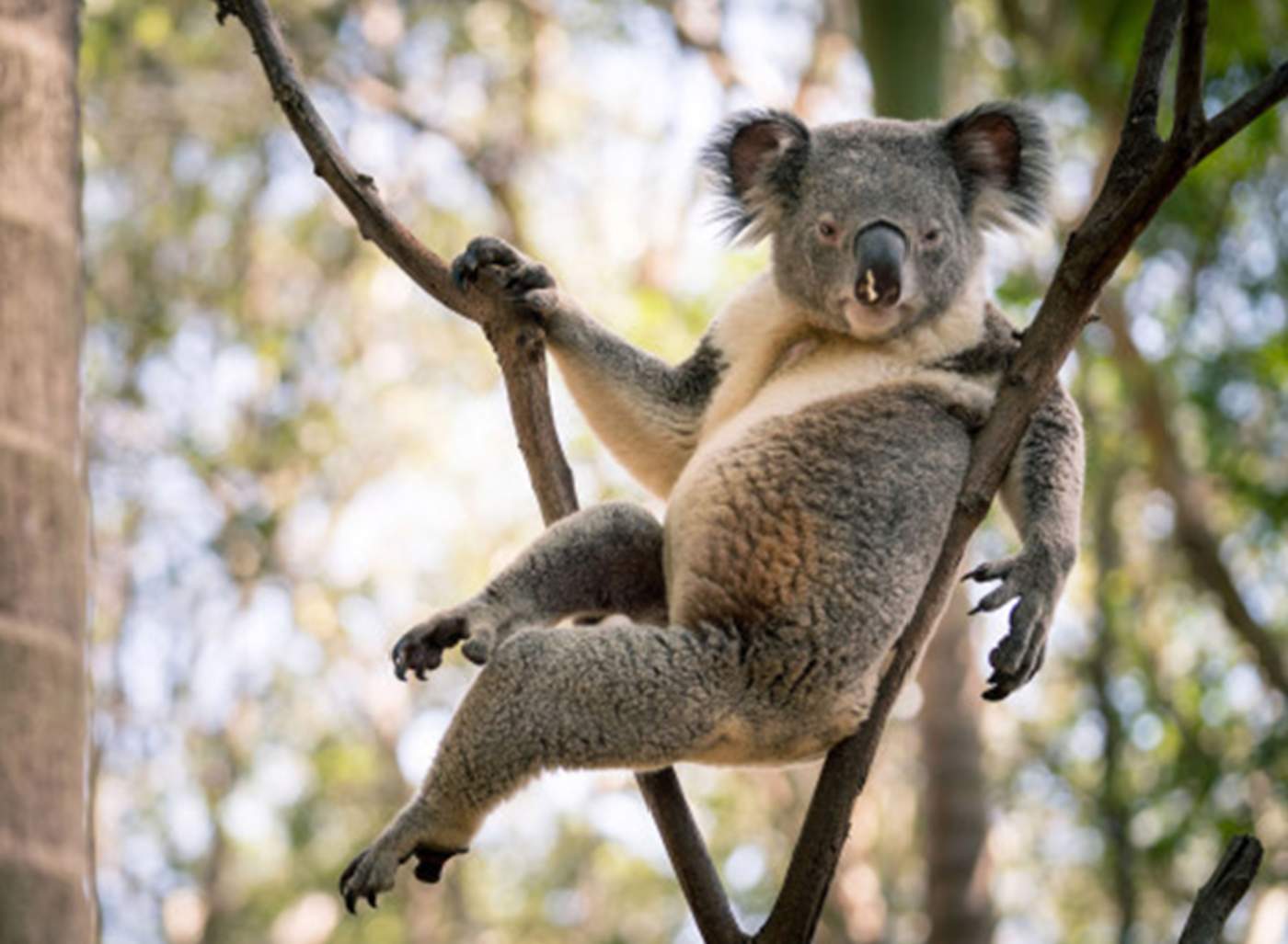 La actitud del koala y su pose sugerente son una combinación que resulta divertida. (INTERNET)