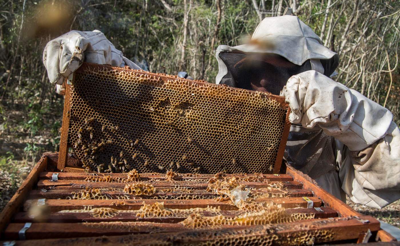 El objetivo de la familia es que los visitantes mexicanos y extranjeros interactúen con las abejas Apis Mellíferas o las meliponas de la especie Xunan Cab. (EFE)
