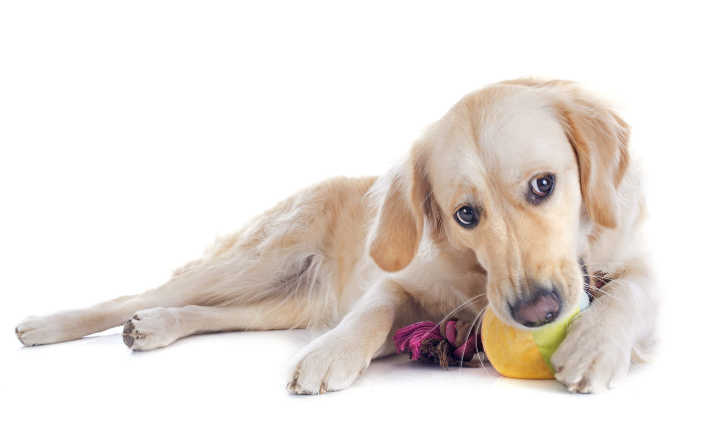 Los juguetes para perros resultan de gran importancia para estimular su mente y desarrollar su contracción e instinto. (ARCHIVO)