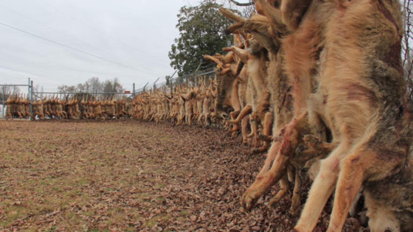 Encuentran a 73 coyotes muertos en Carolina del Norte, EUA