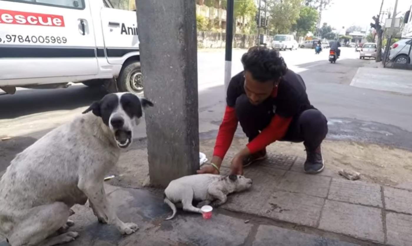 VIRAL: Perrita intenta llamar la atención para que ayuden a su cachorro herido