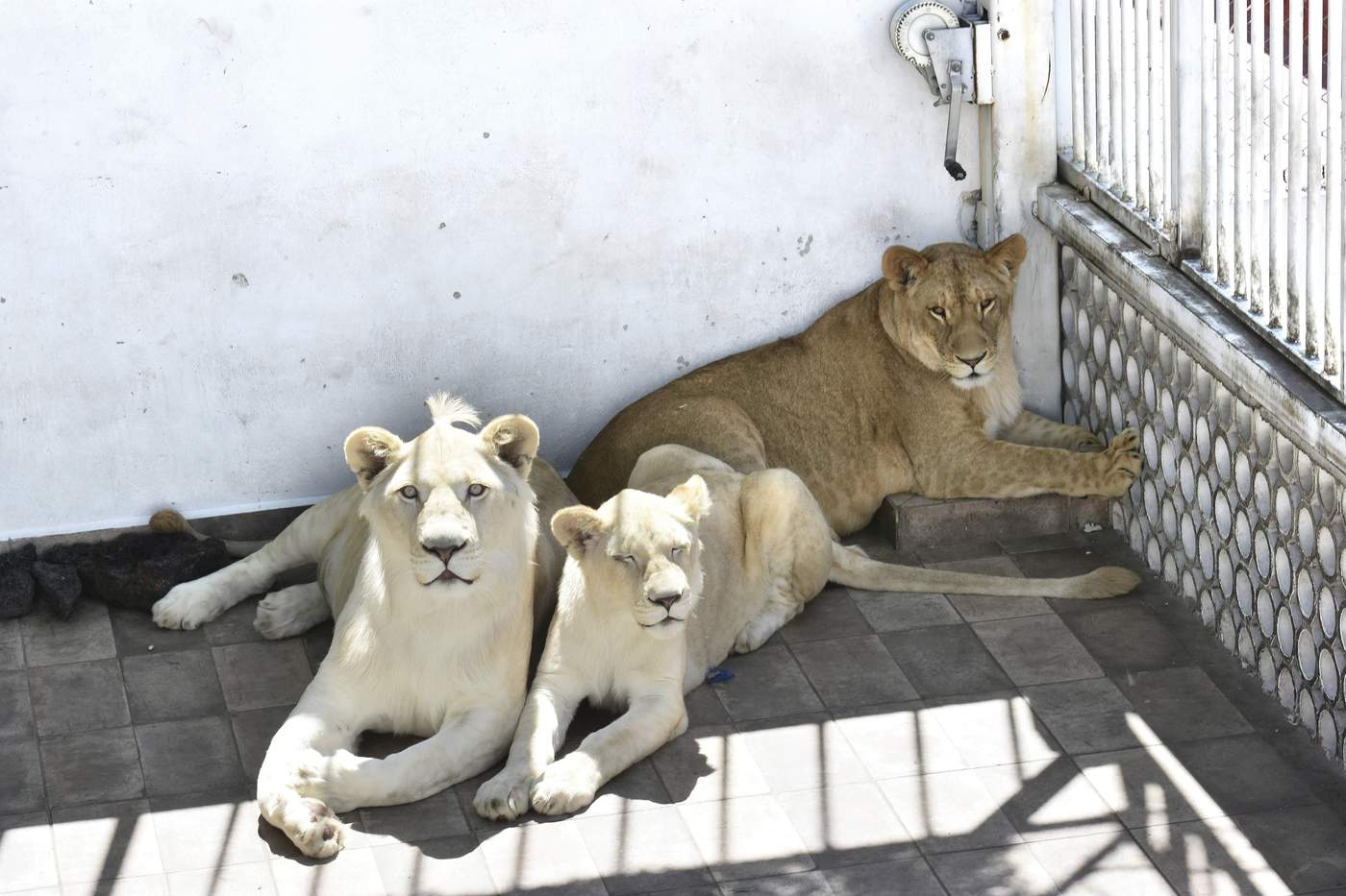 Familia mantenía como mascotas a tres leones en CDMX