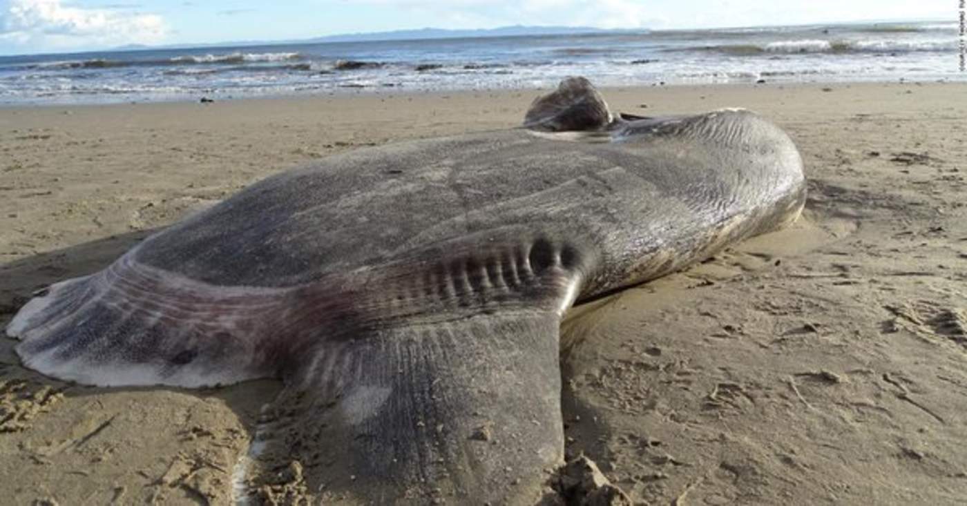 La Universidad de California de Santa Bárbara (UCSB) dijo que un becario vio la semana pasada al pez de 2.15 metros (siete pies) de largo en la playa Sands en la reserva natural Coal Oil Point de la universidad. (ARCHIVO)