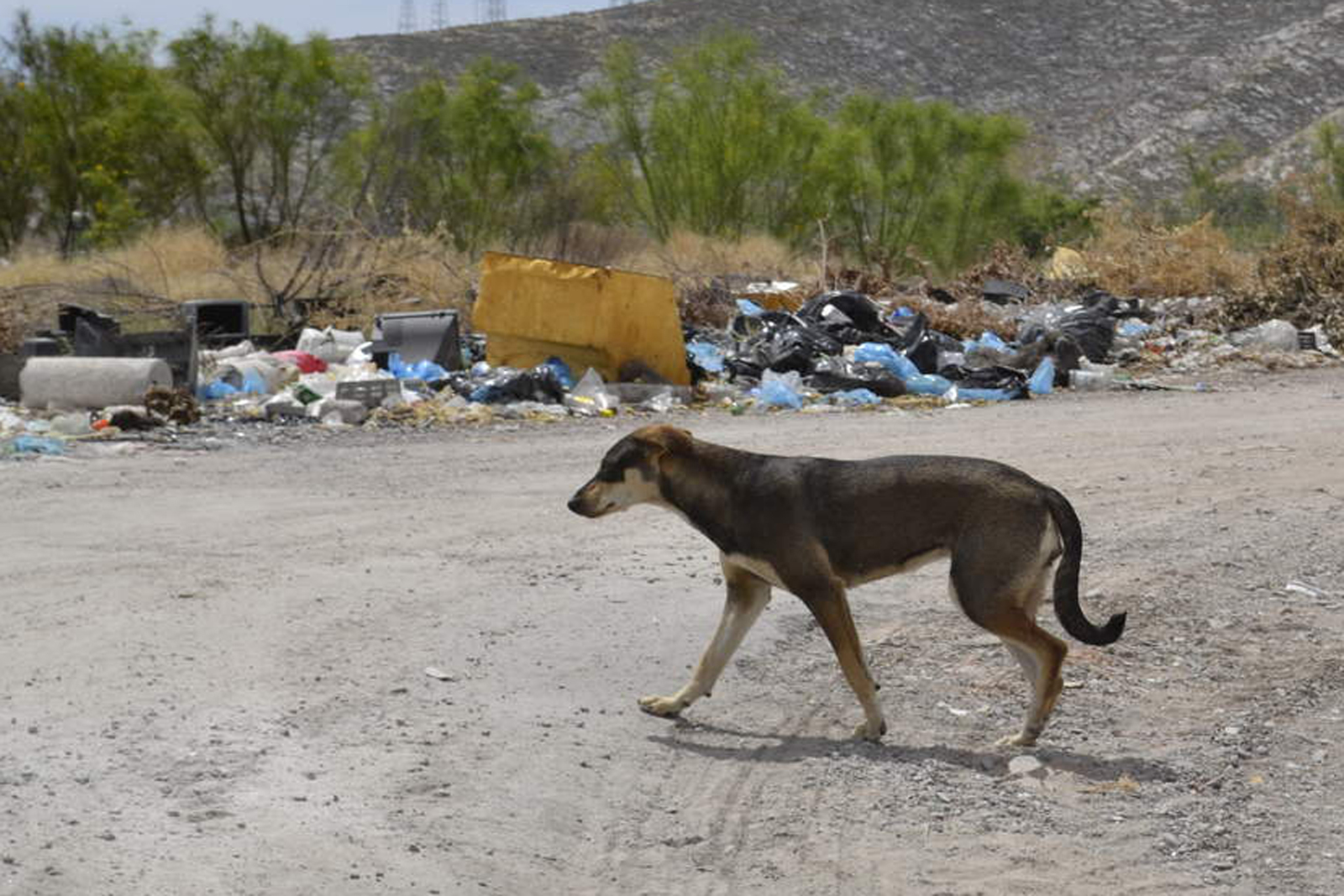 Buscan avanzar en el tema del control de la sobrepoblación animal en Torreón. Afirma Manuel Acuña que ya analizan alianzas para dar avance a las esterilizaciones en los próximos meses. (ARCHIVO)