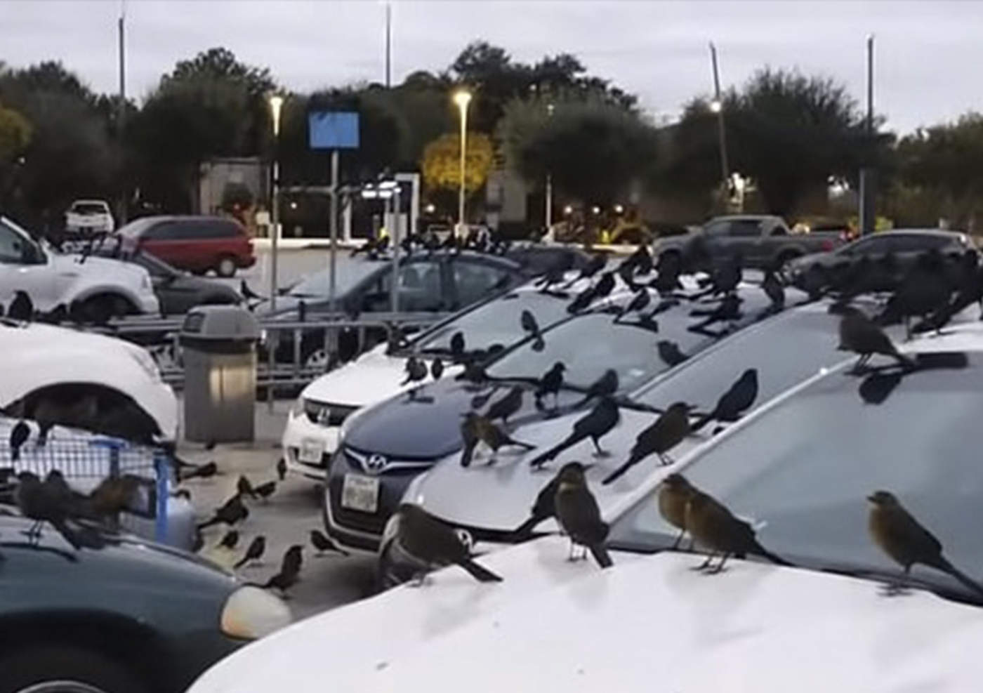 Cuervos invaden estacionamiento y luce como película de terror