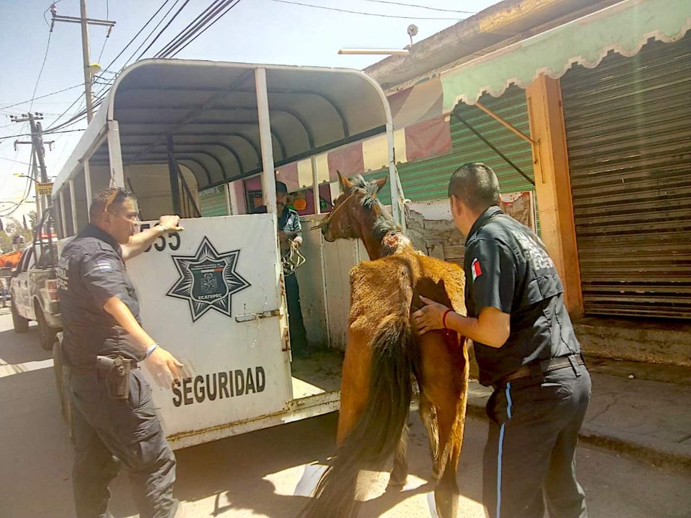 Una yegua y un perro pitbull que sufrían maltrato fueron rescatados en calles de la colonia El Progreso de Guadalupe Victoria. (ARCHIVO)