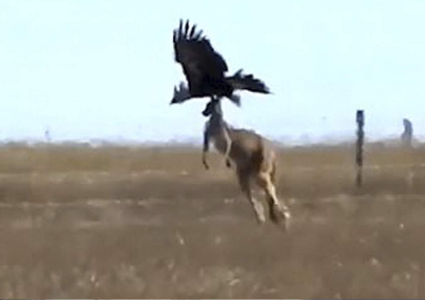 VIRAL: Gran águila intenta llevarse a canguro