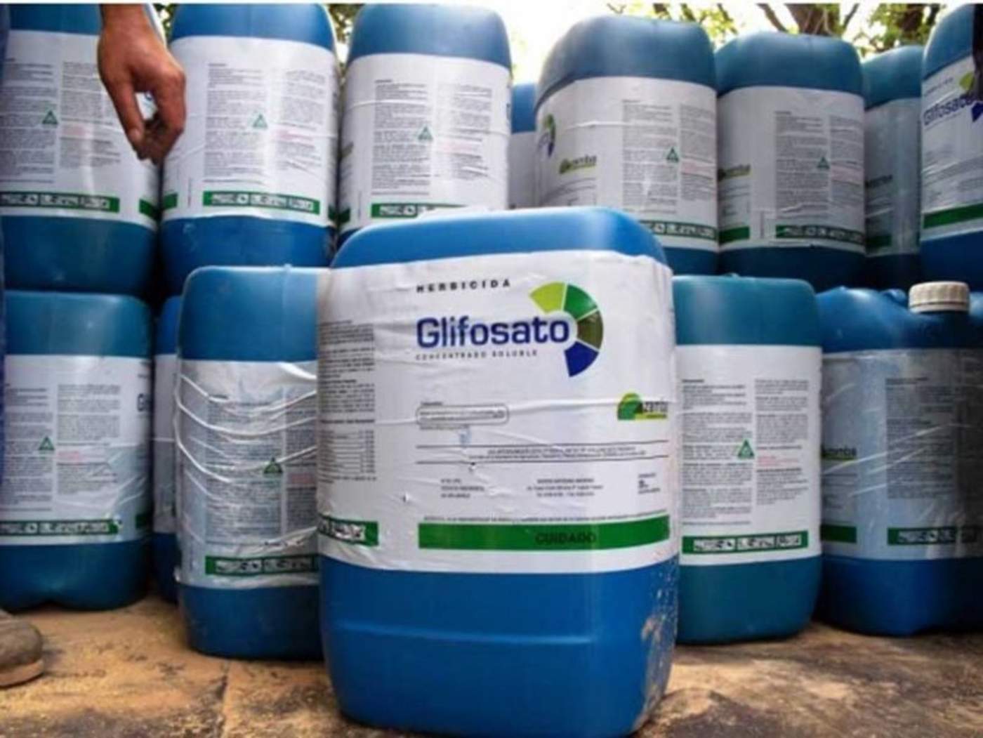 El glifosato, utilizado como herbicida y el cual, según un grupo de científicos tiene relación con el desarrollo de cáncer en humanos, no es considerado de alta peligrosidad en México, advirtió María Colín, promotora legal de Greenpace México. (TWITTER)