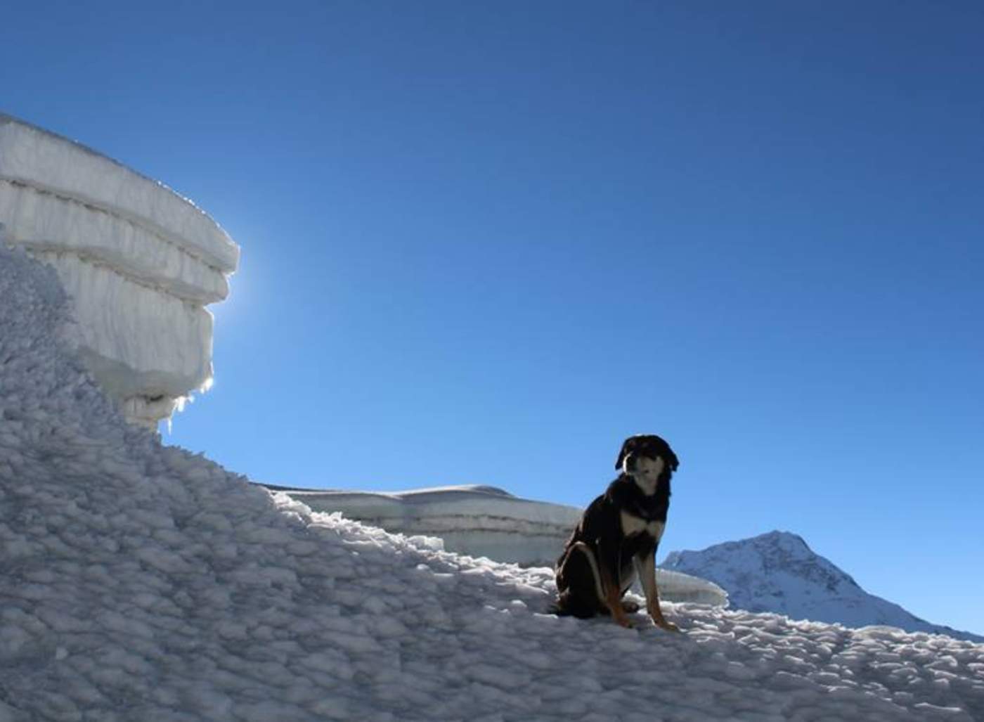 Perra callejera se convierte en la primera en conquistar el Himalaya