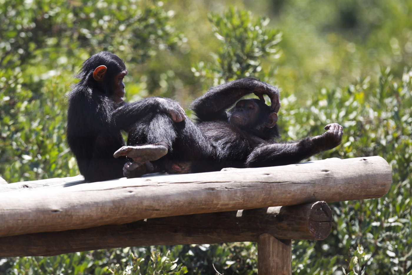 Ser humano altera el comportamiento de los chimpancés salvajes