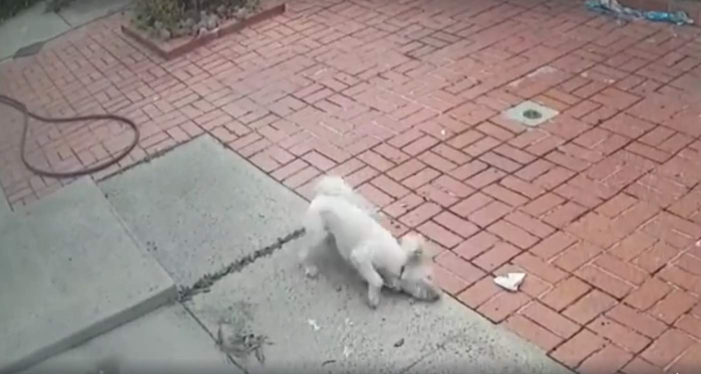 Las imágenes muestran al repartidor acercarse a la residencia para arrojar el gas pimienta sobre los ojos del perro (INTERNET) 