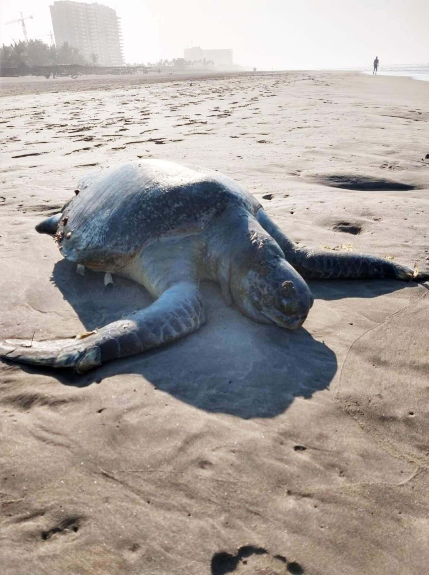 La Secretaría de Medio Ambiente y Recursos Naturales (Semaren) de Guerrero consideró poco probable que esto se deba a la caza furtiva y señaló que los animales murieron dentro del mar. (TWITTER) 