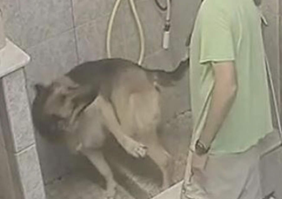 Peluquero canino agrede a pastor alemán y lo denuncian en redes
