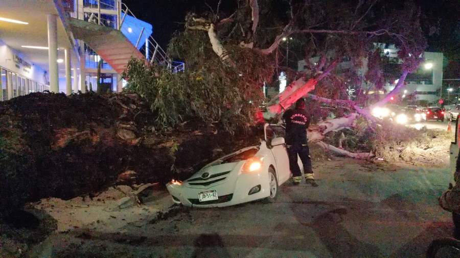 El árbol de aproximadamente 40 metros de altura se desplomó sobre un vehículo que se encontraba estacionado en la calle De la plata y Amazonas en la mencionada colonia. (ESPECIAL)