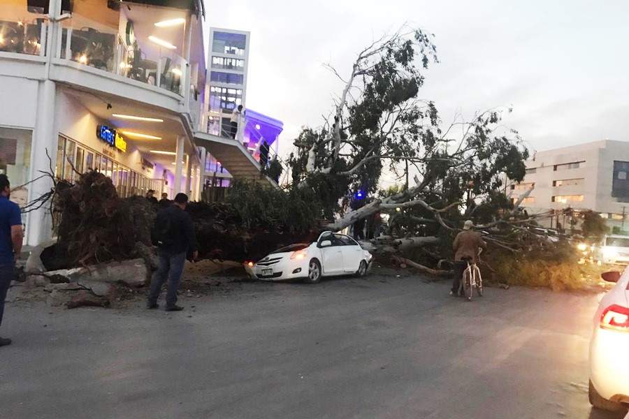 Tras fuertes vientos, cae árbol sobre auto