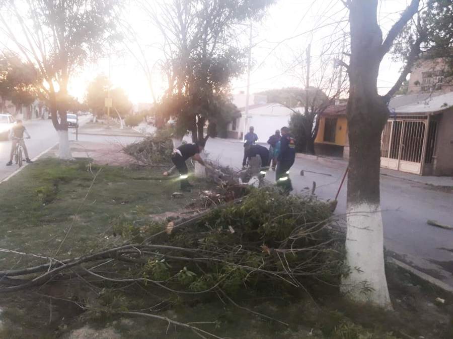 Caída de árboles, arbotante e incendios fue el saldo de los vientos de ayer en Gómez Palacio. (EL SIGLO DE TORREÓN)